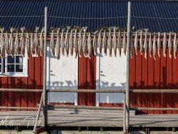 Lofoten
